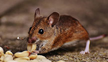 24 Hour & Emergency Exterminators in Kingsdown, KS